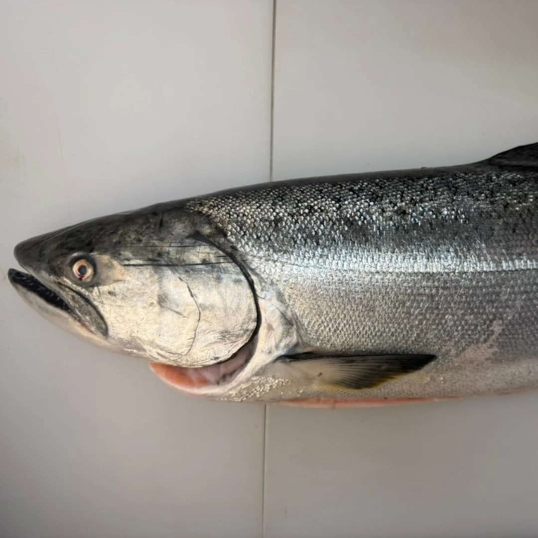 KINGU SĀMON TENNEN - FRESH WILD KING SALMON HEAD ON - Oncorhynchus tshawytscha.png