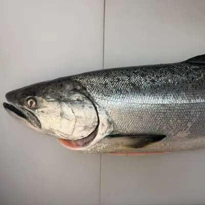 KINGU SĀMON TENNEN - FRESH WILD KING SALMON HEAD ON - Oncorhynchus tshawytscha.png