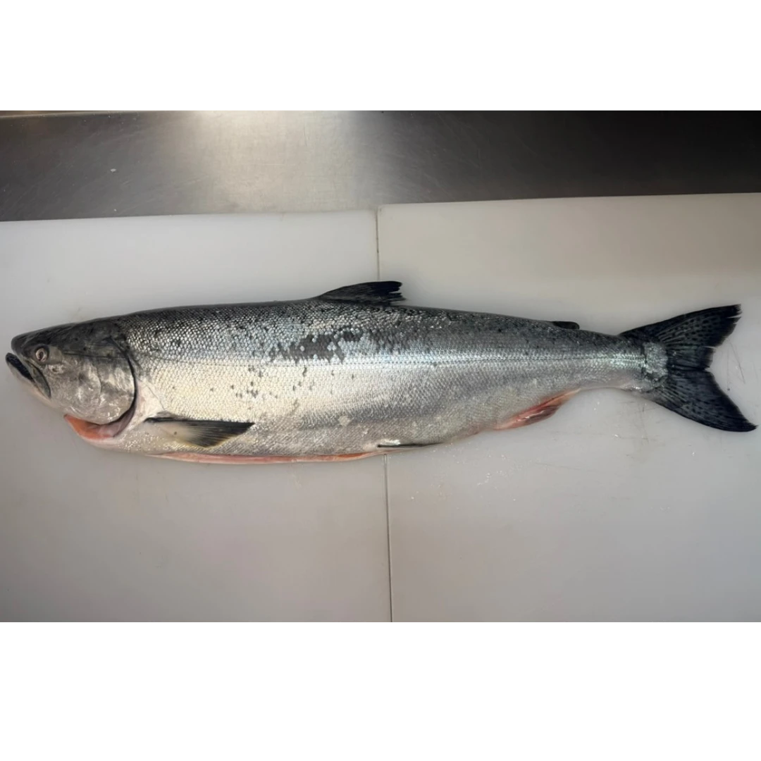 KINGU SĀMON TENNEN - FRESH WILD KING SALMON HEAD ON - Oncorhynchus tshawytscha (2).png