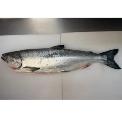 キングサーモン BARKLEY SOUND H/On King Salmon