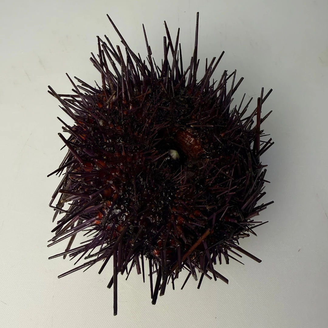 BC RED UNI - FRESH SEA URCHIN - Mesocentrotus franciscanus.png