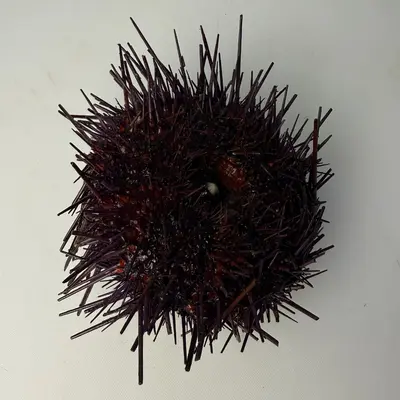 BC RED UNI - FRESH SEA URCHIN - Mesocentrotus franciscanus.png
