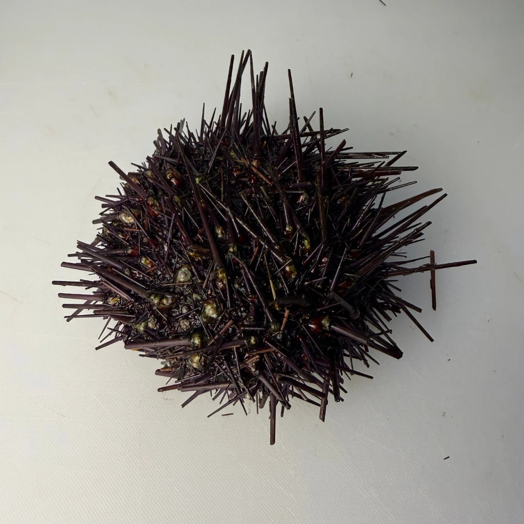 BC RED UNI - FRESH SEA URCHIN - Mesocentrotus franciscanus (2).png