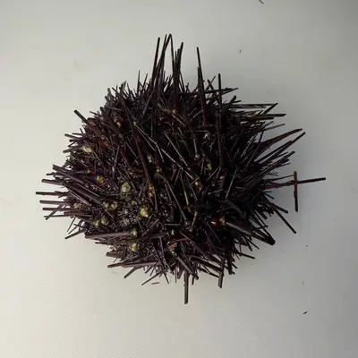 BC RED UNI - FRESH SEA URCHIN - Mesocentrotus franciscanus (2).png