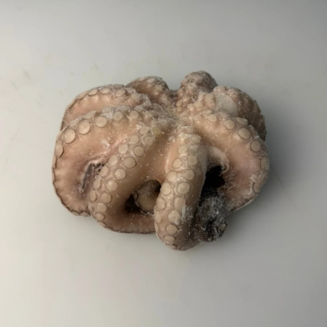 TAKO MARU NAMA – FRESH WILD WHOLE OCTOPUS – Octopus vulgaris.png