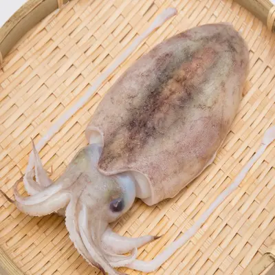 Wild Cuttlefish (Sumi Ika) _ Fresh _ Japan (2).png