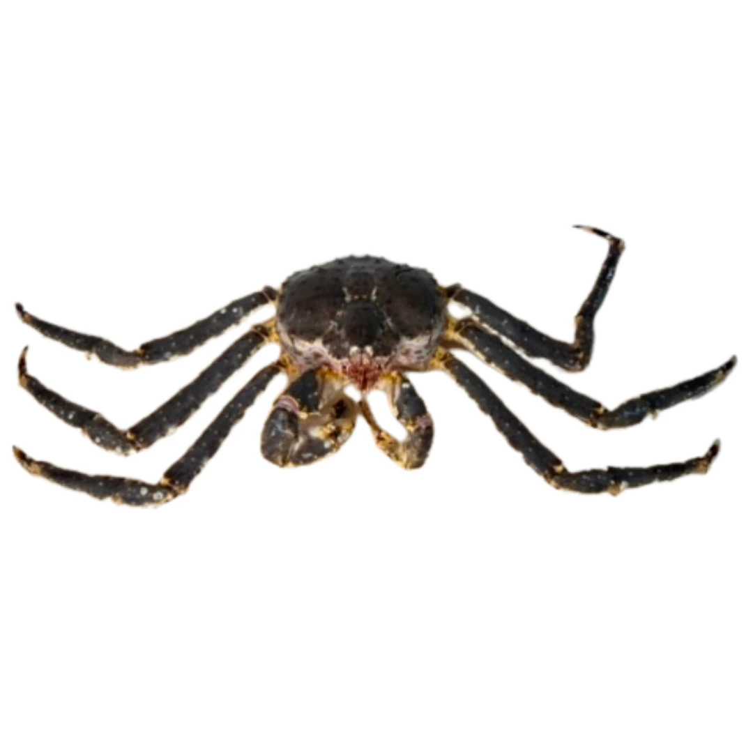 TARABAGANI – FRESH WILD RED KING CRAB – Paralithodes camtschaticus.png