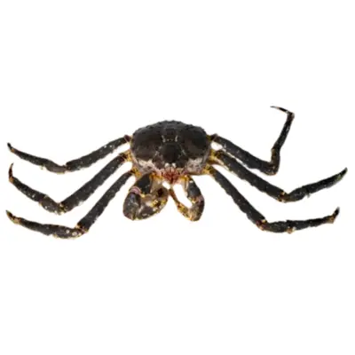 TARABAGANI – FRESH WILD RED KING CRAB – Paralithodes camtschaticus.png