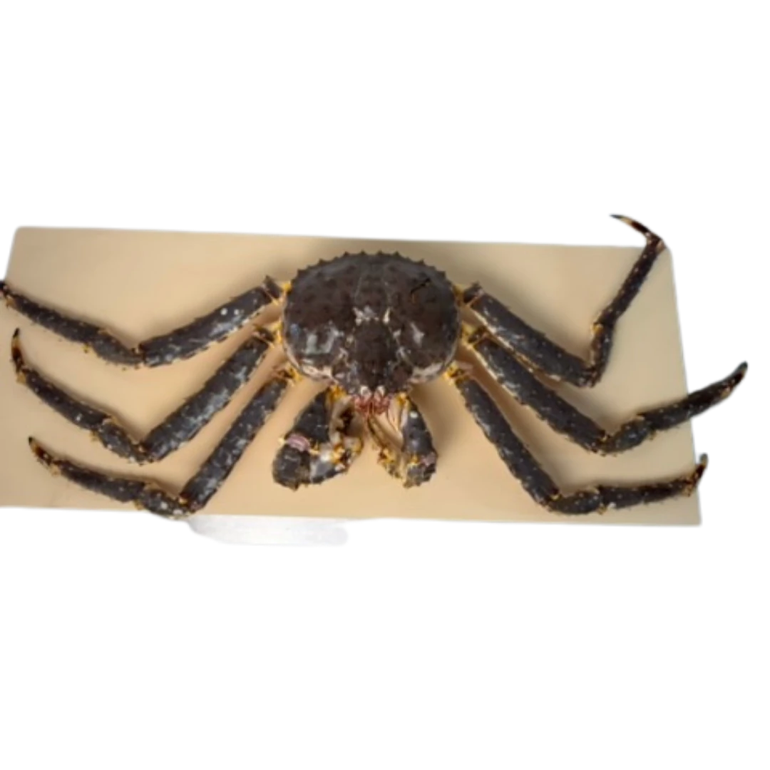 TARABAGANI – FRESH WILD RED KING CRAB – Paralithodes camtschaticus (4).png