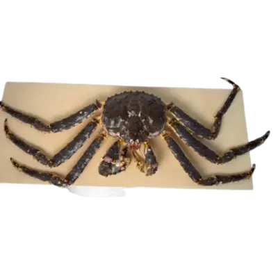 TARABAGANI – FRESH WILD RED KING CRAB – Paralithodes camtschaticus (4).png