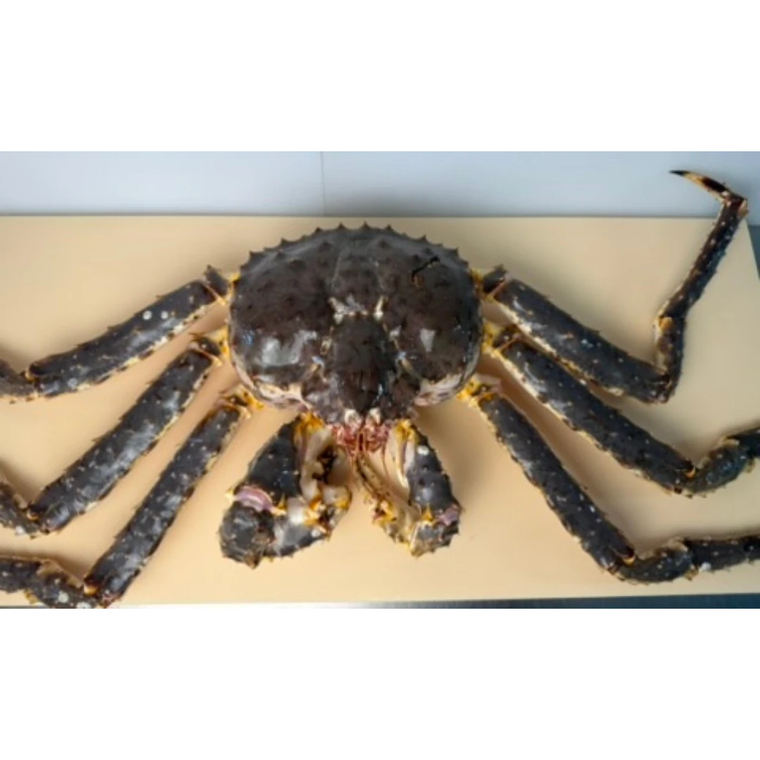 TARABAGANI – FRESH WILD RED KING CRAB – Paralithodes camtschaticus (3).png