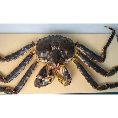 TARABAGANI – FRESH WILD RED KING CRAB – Paralithodes camtschaticus (3).png