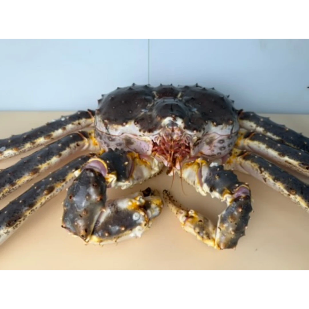 TARABAGANI – FRESH WILD RED KING CRAB – Paralithodes camtschaticus.png
