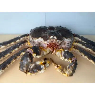 TARABAGANI – FRESH WILD RED KING CRAB – Paralithodes camtschaticus.png