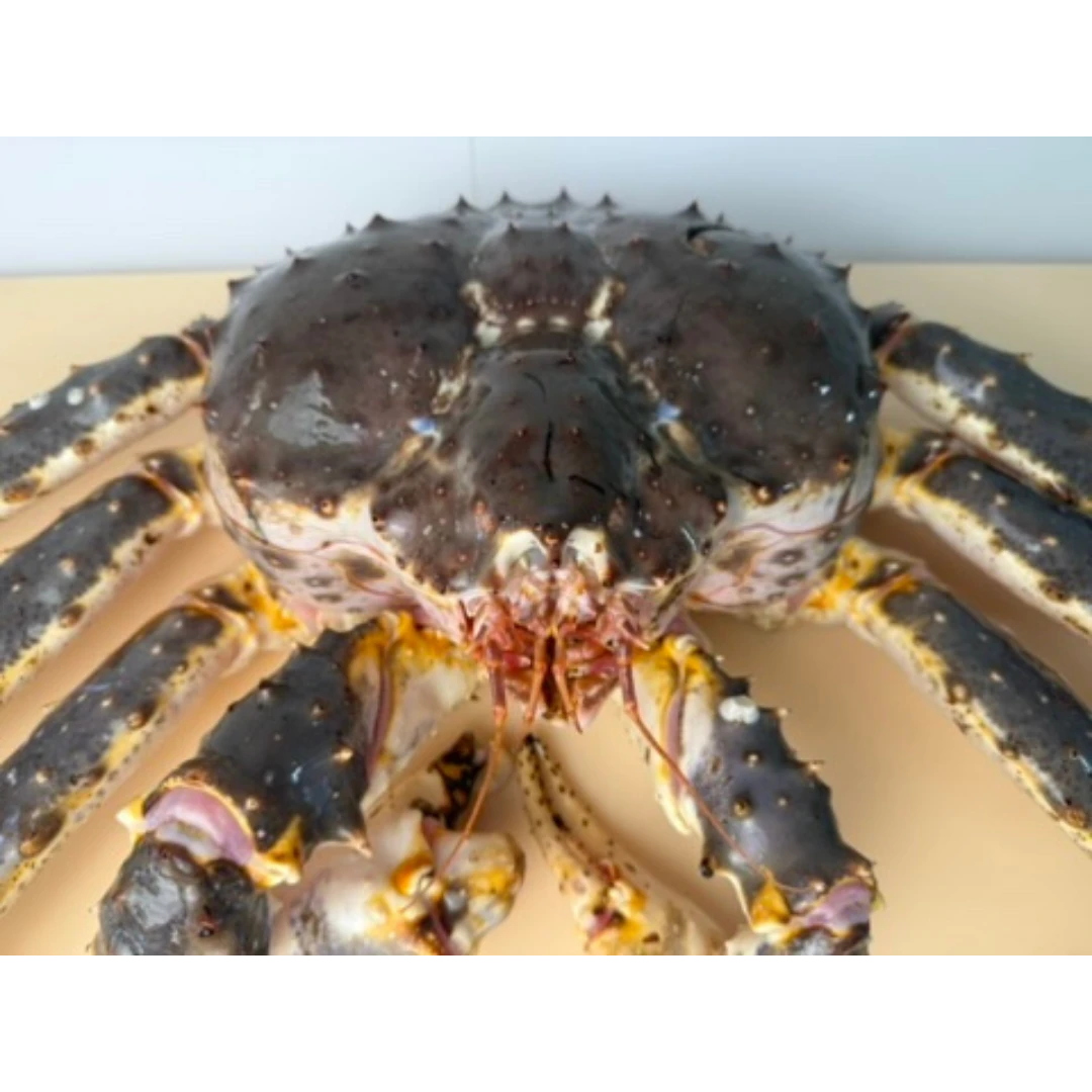 TARABAGANI – FRESH WILD RED KING CRAB – Paralithodes camtschaticus (2).png