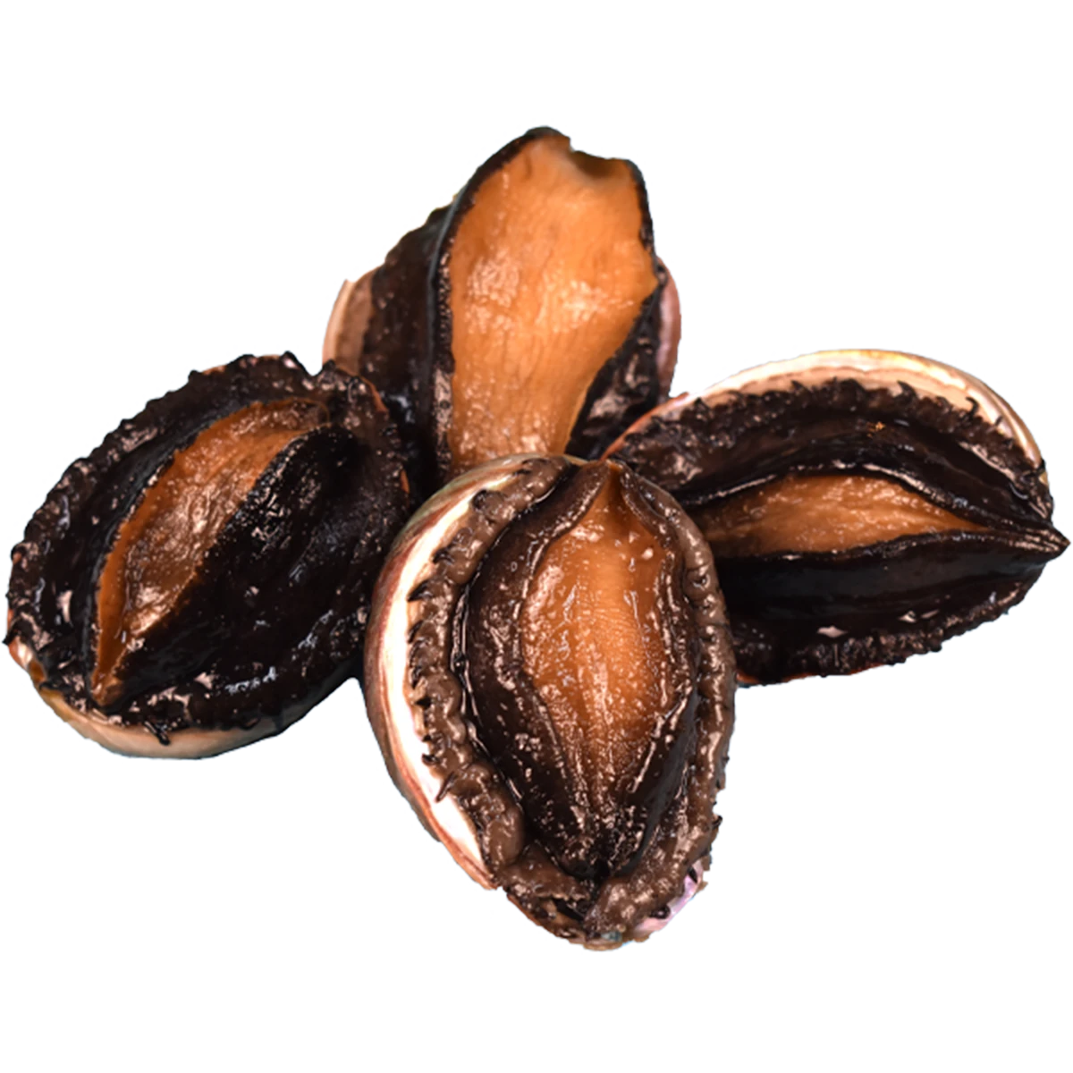abalone+.png