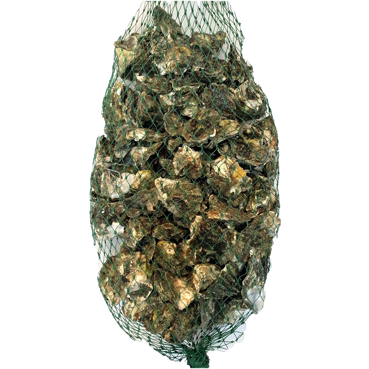 kumamoto+oyster+.png
