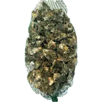 OYSTER, KUMAMOTO 60CT/CS LIVE USA EA