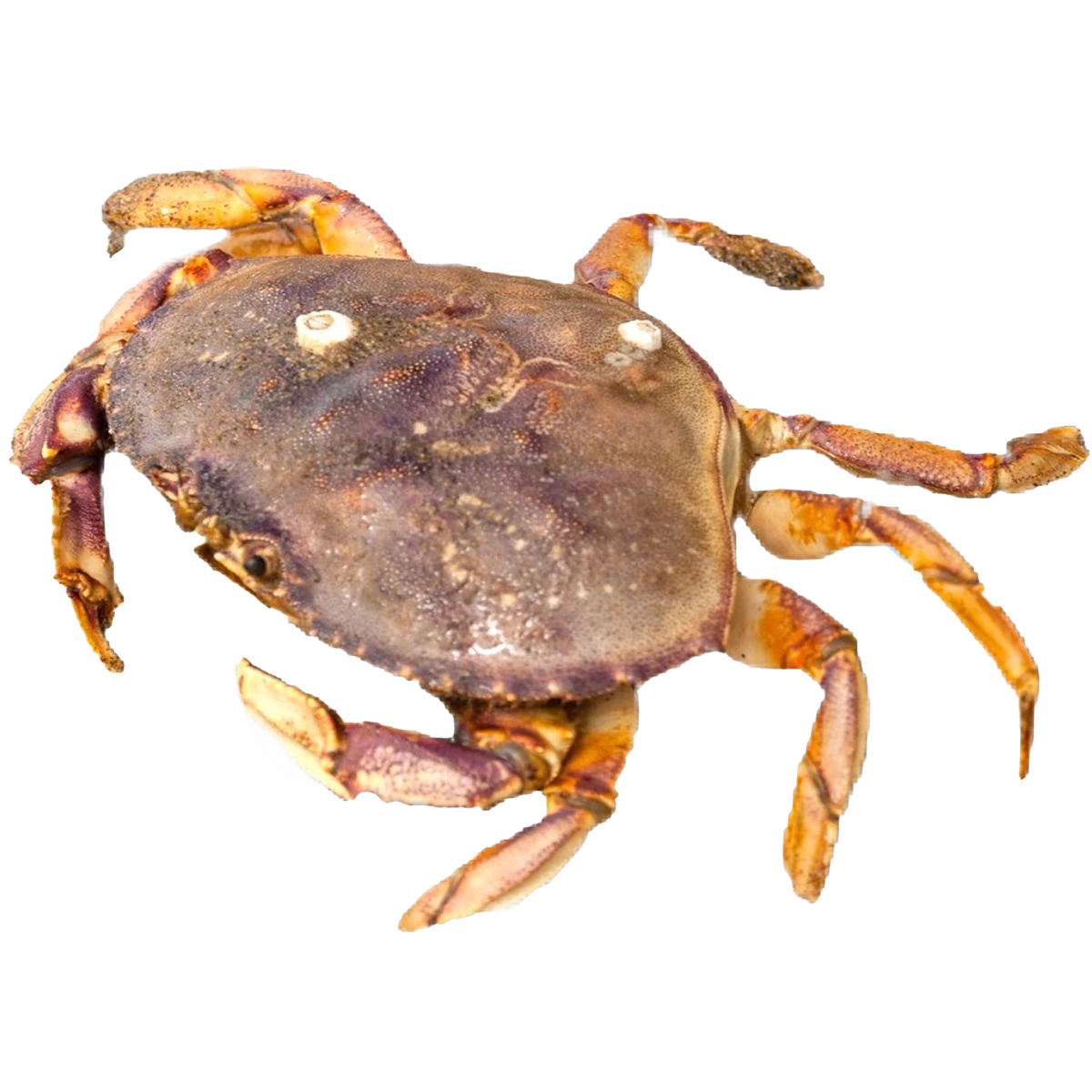dungeness+crab+.png