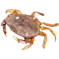 CRAB, DUNGENESS CRAB MEAT 1LB/TUB FR USA W EA