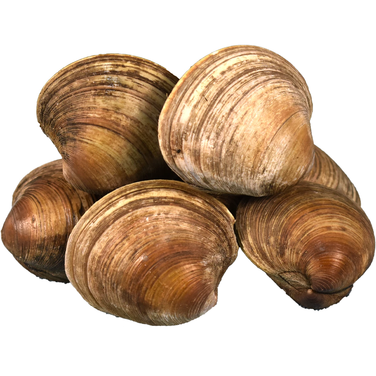 cherrystone+clams+.png
