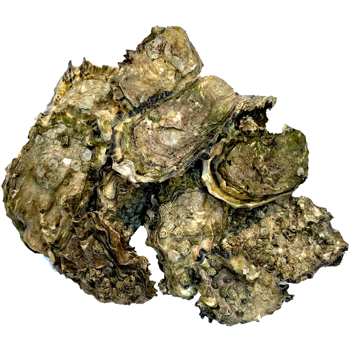 calm+cove+oysters.png