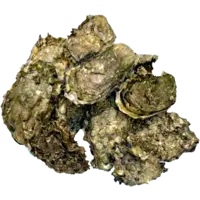 OYSTER, PACIFIC 1200CT/CS LIVE USA F EA - CALM COVE