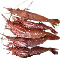 SHRIMP, SPOT PRAWN AMAEBI XL 1(2.2LB)*12PK/CS FZ CAN W LB