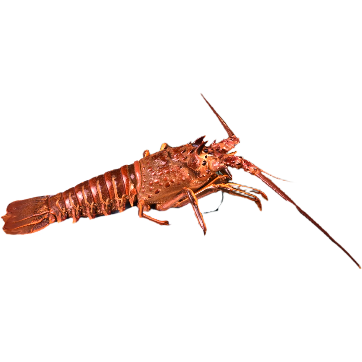 spiny+lobster+.png
