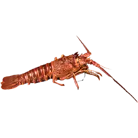 LOBSTER, SPINY LOBSTER LIVE USA W LB