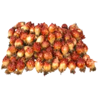 SEA SQUIRT HOYA 1(1LB)PK*40/CS FZ JPN FZ LB