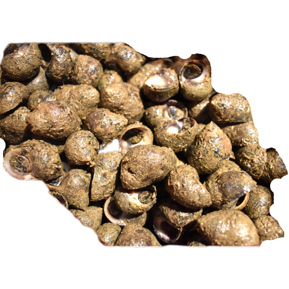 periwinkle+snails+.png