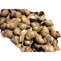 SNAIL, PERIWINKLE MEAT IQF 40-60CT/LB 1PK*24/CS CHN PK