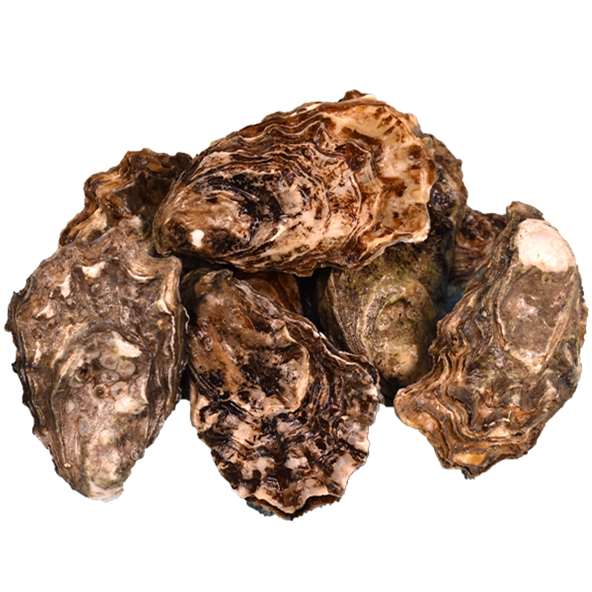 pacific+oyster+taylors+.png