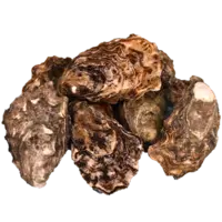OYSTER, PACIFIC 60CT/CS LIVE USA F EA -TAYLOR