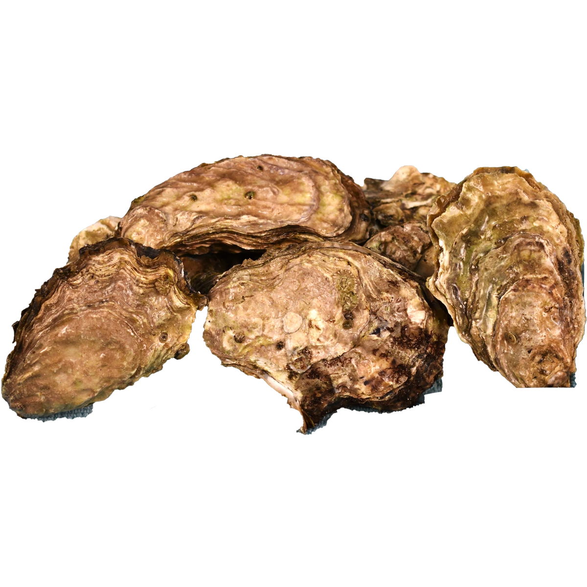 pacific+oyster+macs+.png