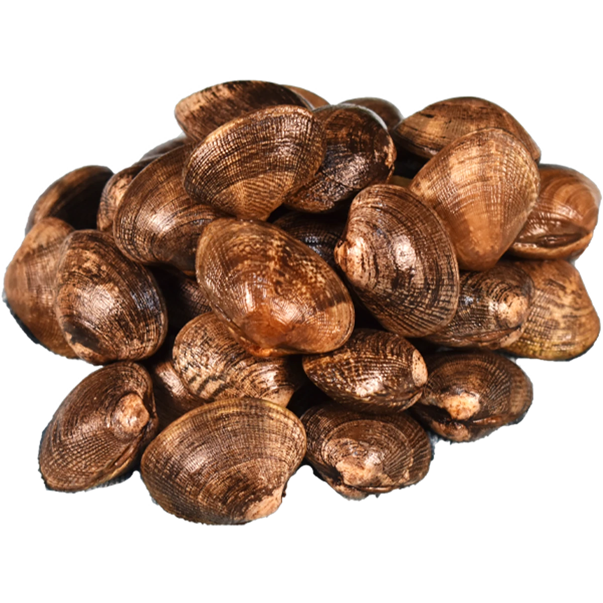 manila+clams+.png