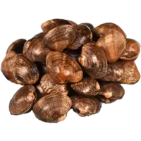 CLAM, MANILA 25LB/CS LIVE CAN F LB