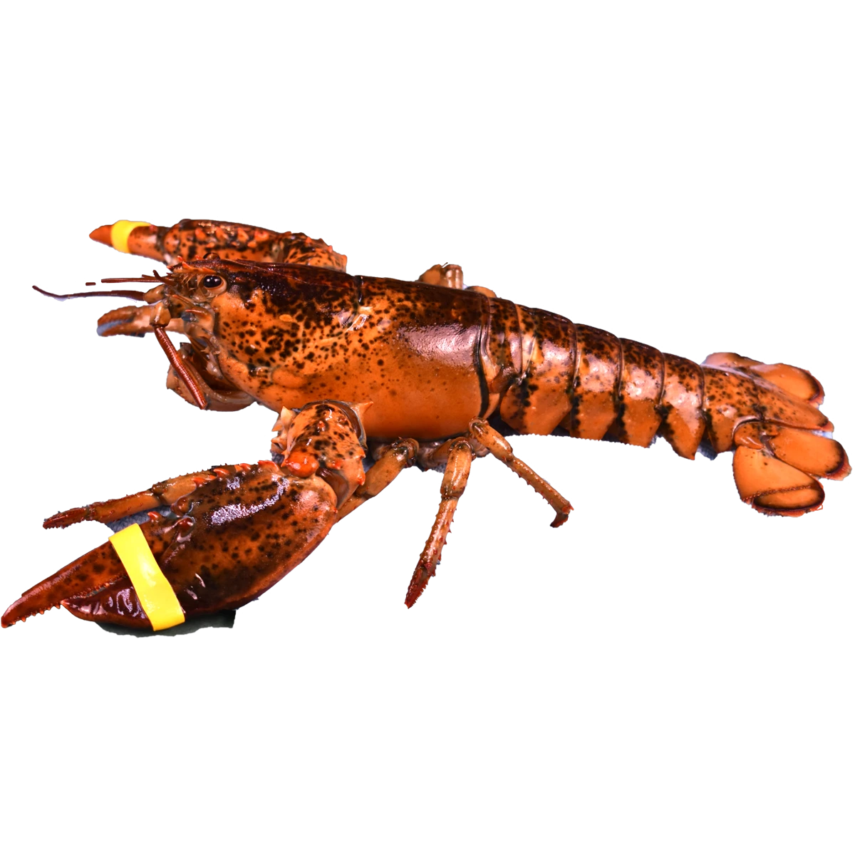 maine+lobster+.png