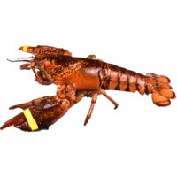 LOBSTER, TAIL 7OZ 10LB/CS FZ NIC W LB