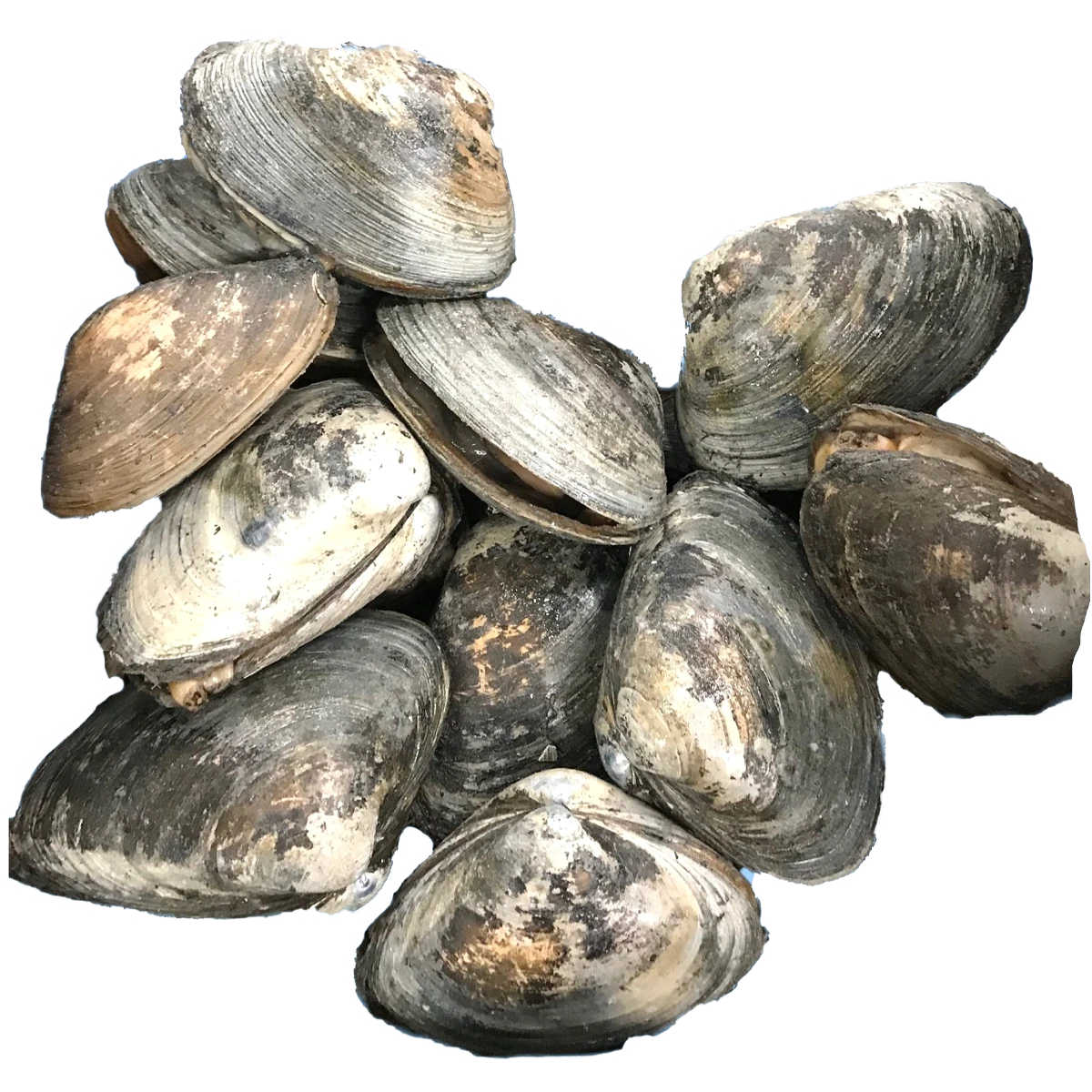 surfclam+.png