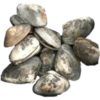 CLAM, SURFCLAM/HOKKIGAI MD 10*1(2.2LB)PK/CS FZ CAN W LB