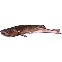 SABLEFISH, BLACK COD 4OZ PORTION 10LB/CS IQF FZ USA W LB