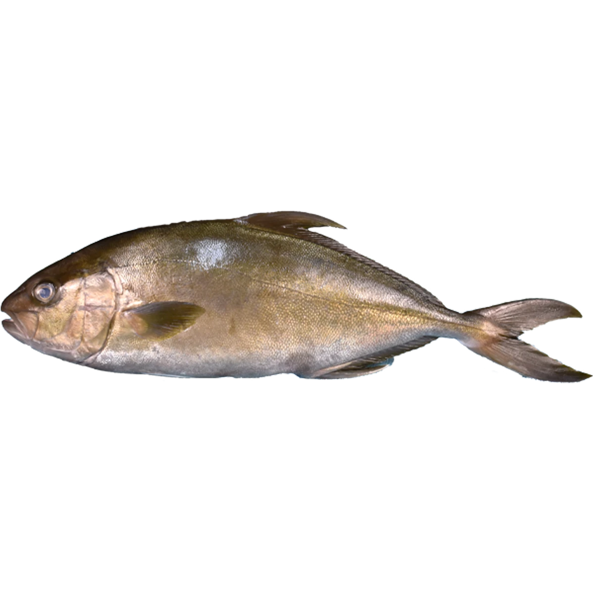 amberjack+kampachi.png
