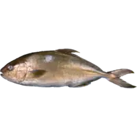 amberjack+kampachi.png