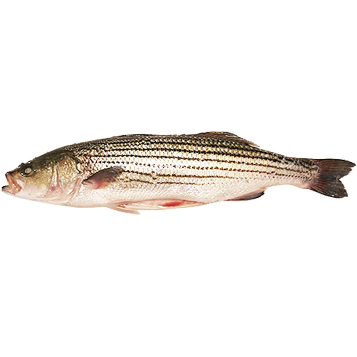 ocean+striped+bass.png