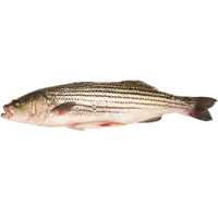 BASS, HYBRID STRIPED BASS WHOLE 3+ 50LB/CS FR USA F LB