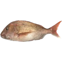 SEABREAM, AKASHI TAI FR JPN W LB