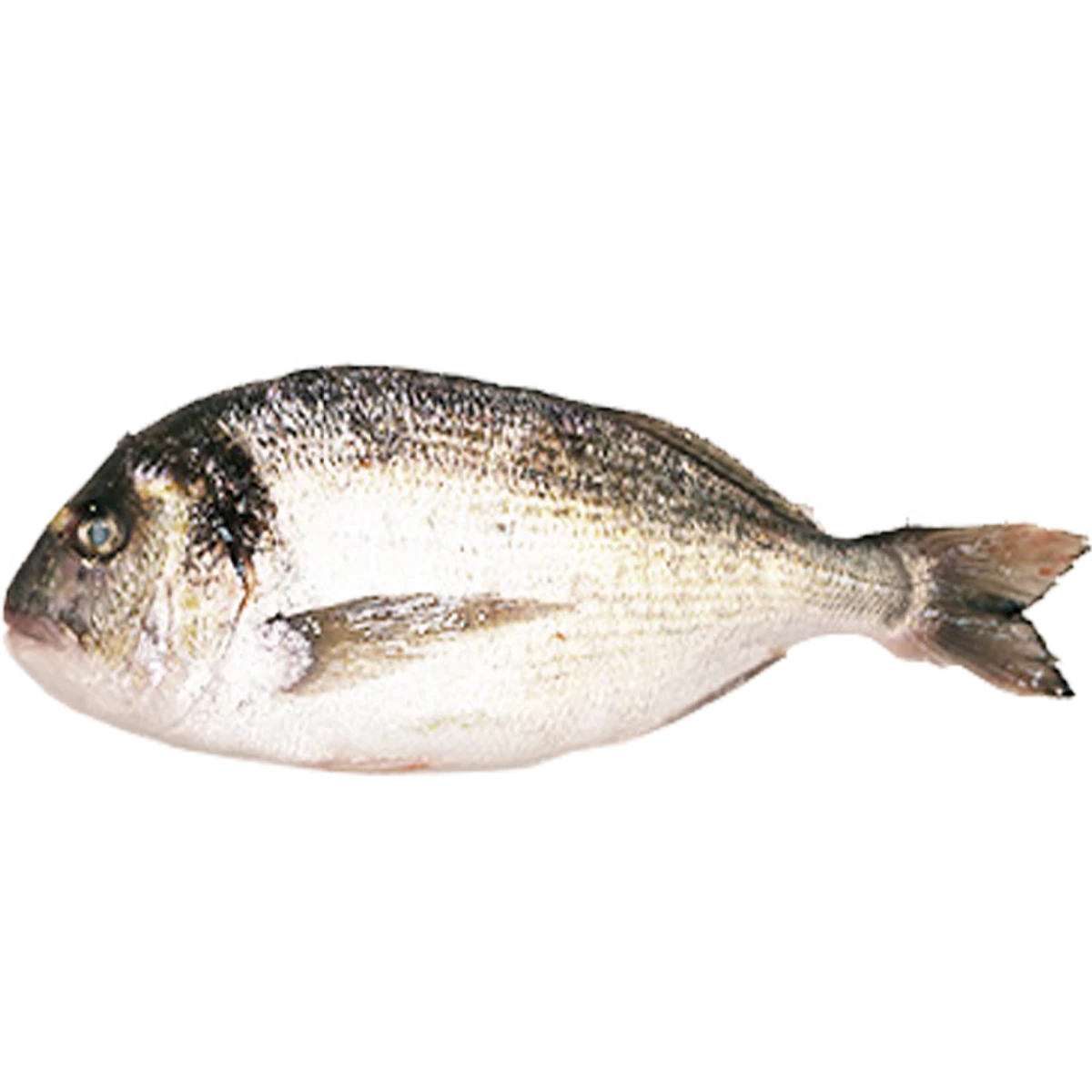seabream+kurodai+.png