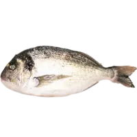 SEA BREAM,